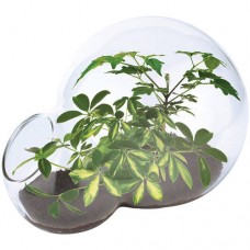 Double Bubble Glass Terrarium: Tropical Trees   554812447